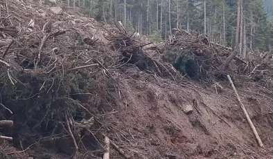 Artvin’de Turizm Sezonu Sonrası Ağaç Kesimi Endişesi