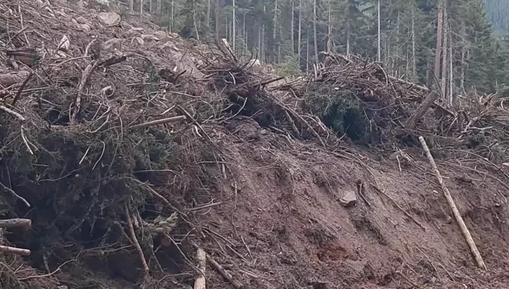 Artvin’de Turizm Sezonu Sonrası Ağaç Kesimi Endişesi