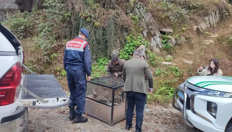 Artvin’de Yaralı Karaca Kurtarıldı